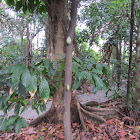 Cacoa Tree