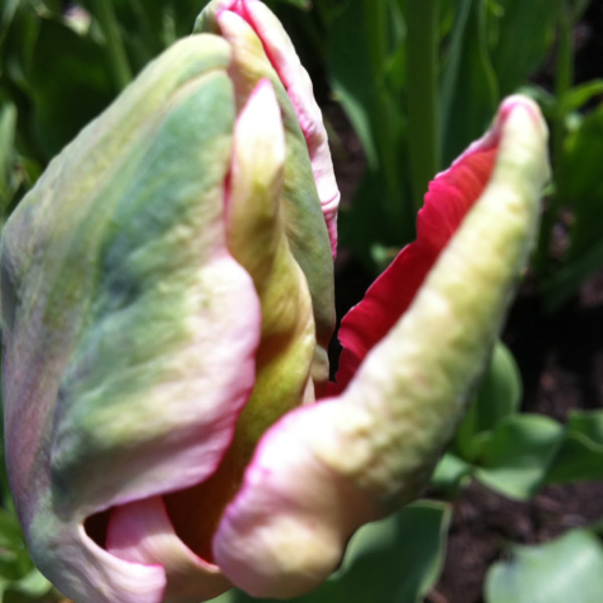 Tulip bud