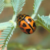 Ladybird mimic leaf beetle