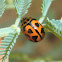 Ladybird mimic leaf beetle