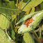 Common Milkweed