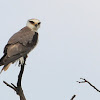 Crested Goshawk (accipiter trivirgatus)