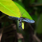 Moth - Polilla