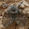 White-spotted Drain fly