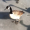 Canada Goose