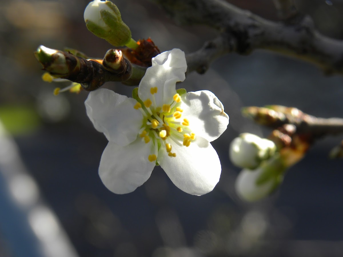 Crab Apple Blossom Project Noah