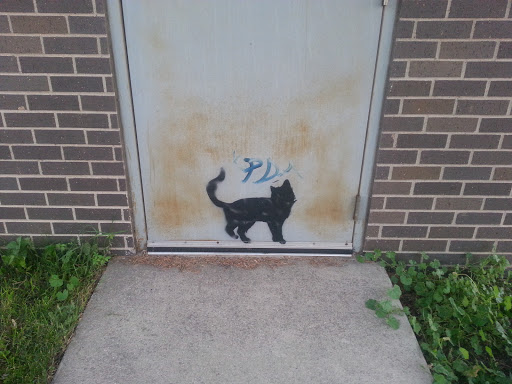 The Neighborhood Cat