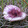 Mushroom in Russula Genus