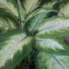 Spotted Dumb Cane, Dumb Cane, Dieffenbachia Camille
