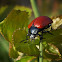 Red Poplar Leaf Beetle