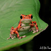 Orange Poison Dart Frog