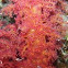 Alcyonarian soft coral