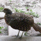 Golden Pheasant "Female"