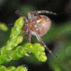 Cross spider (female)