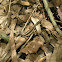 Lagarto verde o llorón (juvenile)