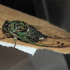 Linne's cicada