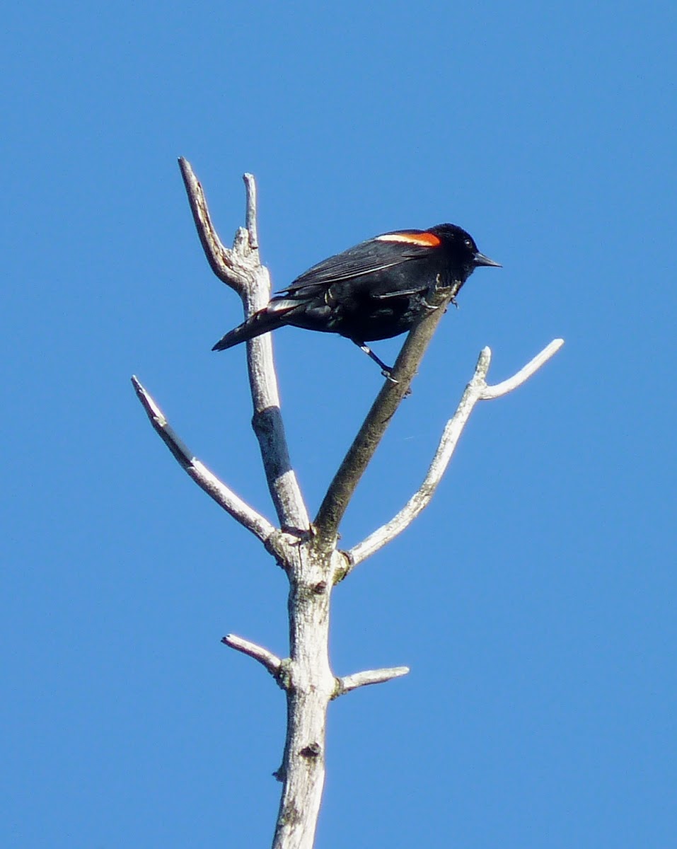 Red-winged Blackbird