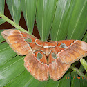rothschildia moth