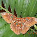 rothschildia moth