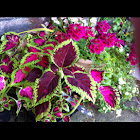 Coleus