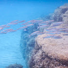 flathead mullet shoal