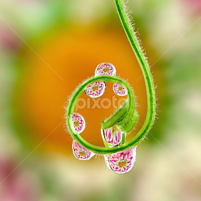 by Wahyudi Barasila - Nature Up Close Natural Waterdrops