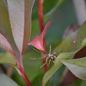 Beetle/Bug