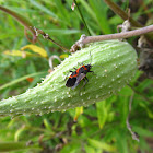 Small Milkweed Bug