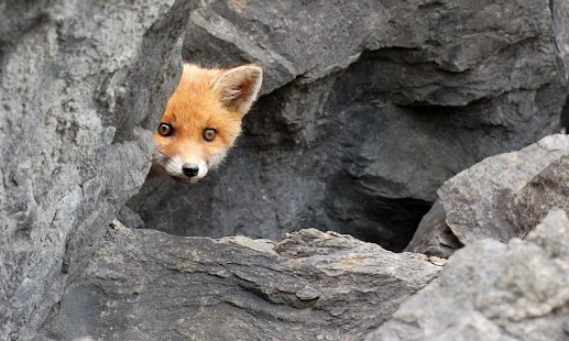 How to install Fox HD LWP Full 1.0 unlimited apk for laptop