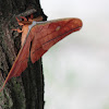 Japanese Silk Moth