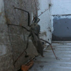 Wheel Bug