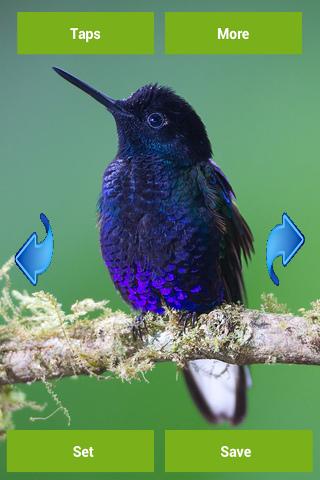 Hummingbird Wallpapers