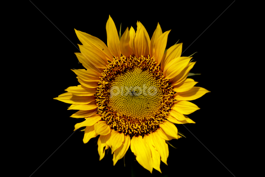 Bunga Matahari by Syafarul St - Flowers Single Flower
