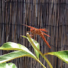 Flame Skimmer