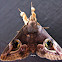 Ommatophora luminosa Moth