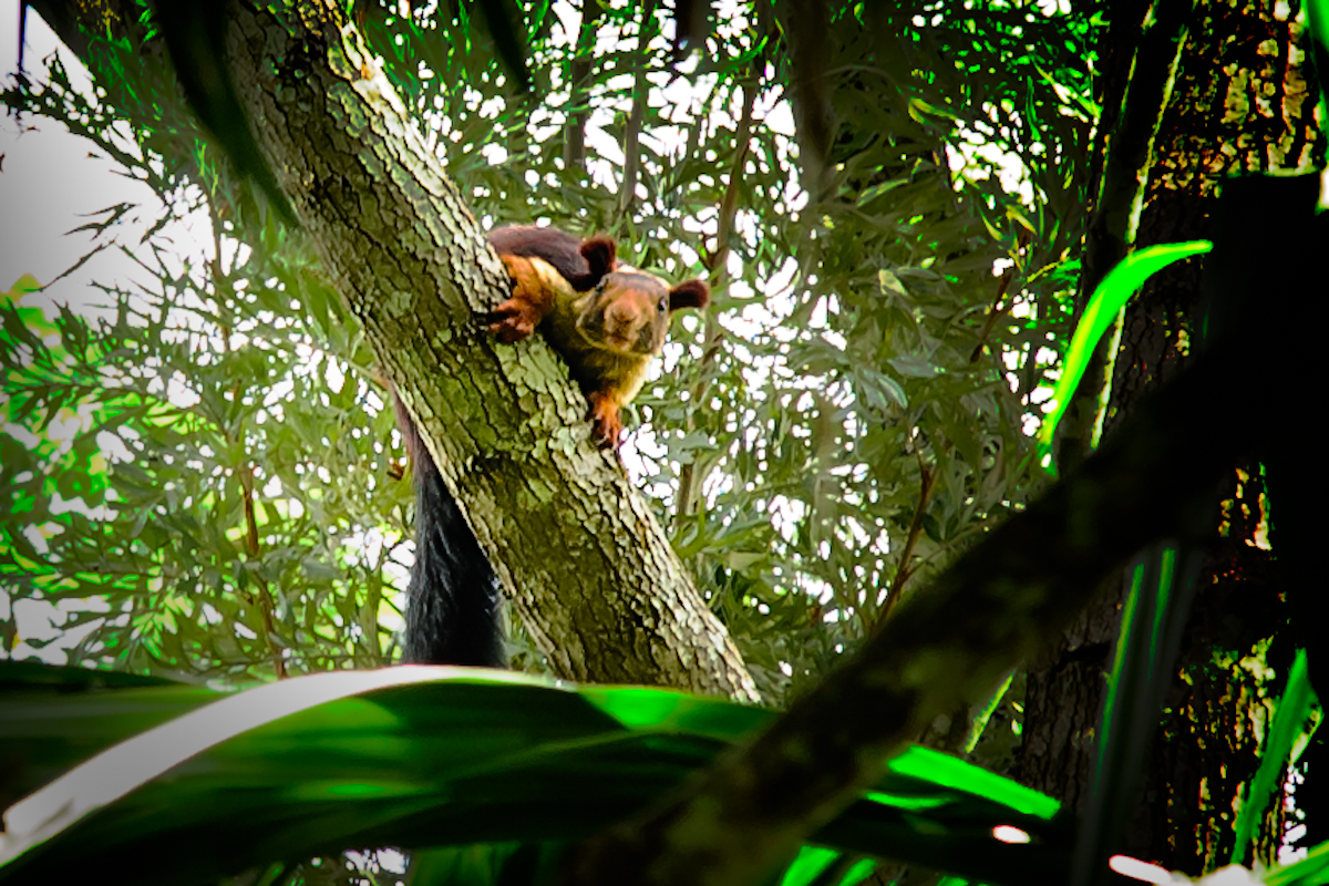 Indian giant squirrel or Malabar giant squirrel