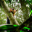 Indian giant squirrel or Malabar giant squirrel