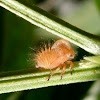 Membracis Treehopper - nymph - cor fresca