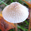 milk-drop Mycena