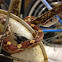 Eastern Corn Snake (Red Rat Snake)