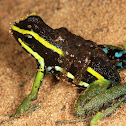 Three-striped Poison Dart Frog