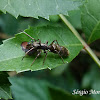 Aranha-formiga (Ant-mimic spider)