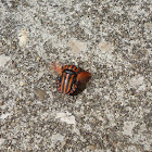 Italian Striped-Bug