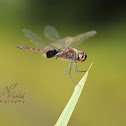 Black Marsh Trotter