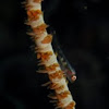 Sea Whip Goby