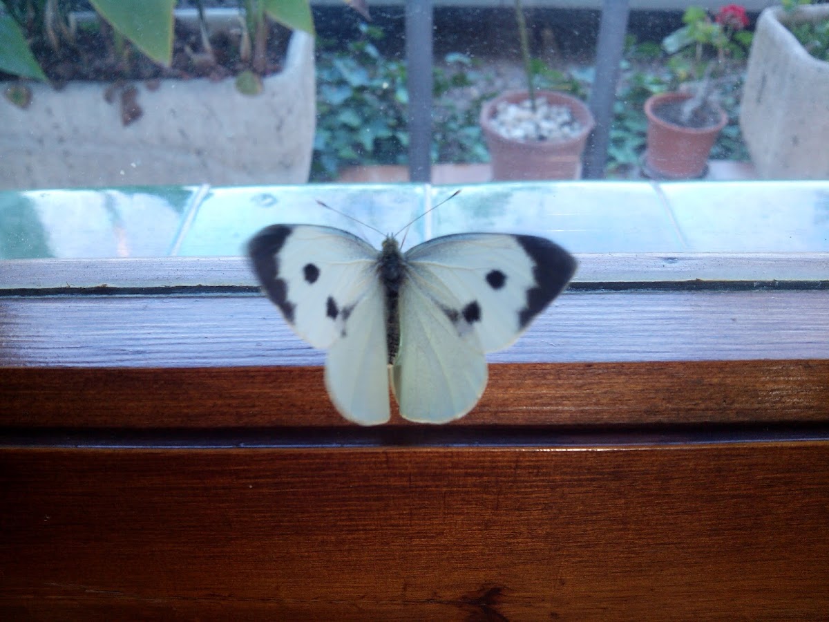 Blanca de la col / Cabbage butterfly