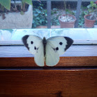 Blanca de la col / Cabbage butterfly