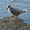 1st winter Glaucous Winged Gull
