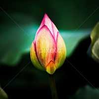 Flower Bud by Dale Frazier - Flowers Flower Buds