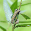 Monarch Butterfly: Caterpillar